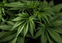 Maconha: CNJ organiza mutirão para revisar prisões após decisão do STF