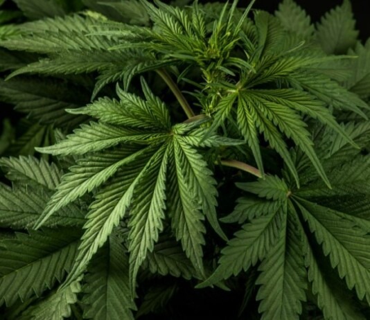 Maconha: CNJ organiza mutirão para revisar prisões após decisão do STF