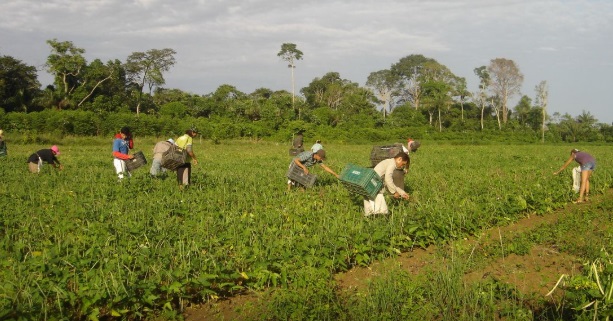 agricultura
