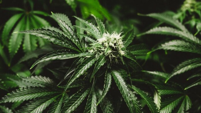 flor-cannabis-848x477