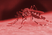 Dengue em 2025: Brasil registra 21 mortes e mais de 139 mil casos prováveis