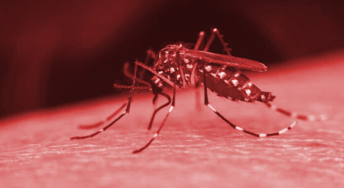 dengue