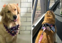 Justiça do Amazonas: Idoso ganha o direito de viajar na cabine do avião com  seu cão nas mesmas condições do cão guia