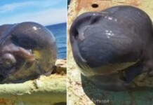 Peixe com ‘cabeça de alien’ é capturado por pescador famoso por registrar ‘monstros marinhos’