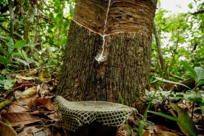 seringueira-nativa-no-Cautario-Foto-Frank-Nery-Secom-RO-1024x682-1