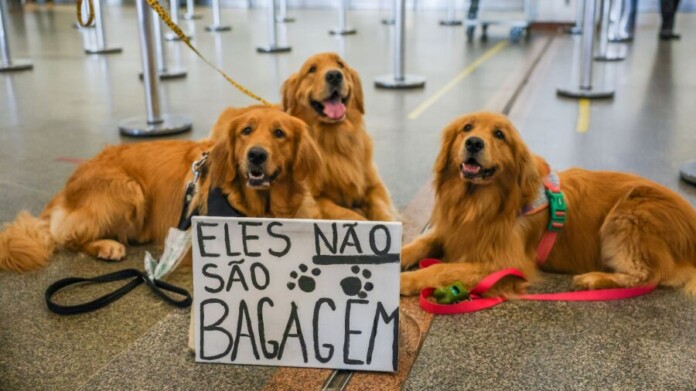 agenciabrasil-fabio-rodrigues-pozzebom