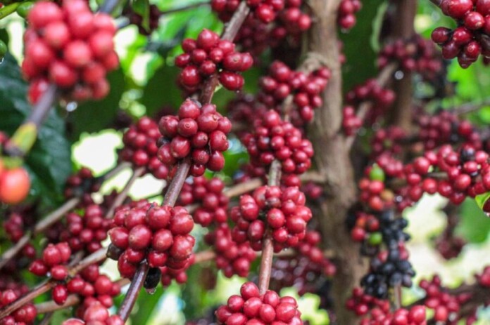 Idam_Crescimento-da-producao-cafeeira-no-Amazonas_Divulgacao-2