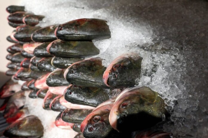 Peixe-no-Prato-Solidario_Governador-Wilson-Lima-entrega-mais-de-300-toneladas-de-pescado-para-instituicoes-3-Foto-Alex-Pazuello-Secom-1536x1024