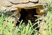 Onça que devorou caseiro ficará “o resto da vida em cativeiro”