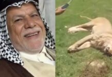 Homem é devorado por leão de estimação no Iraque