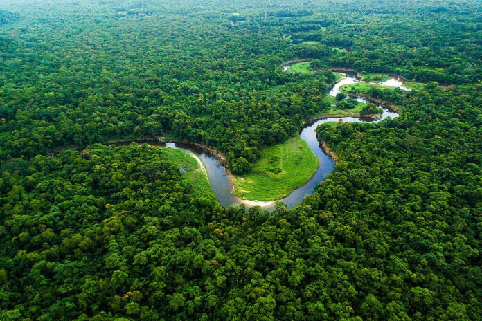 5b07ea98-floresta-amazonica-1024x682