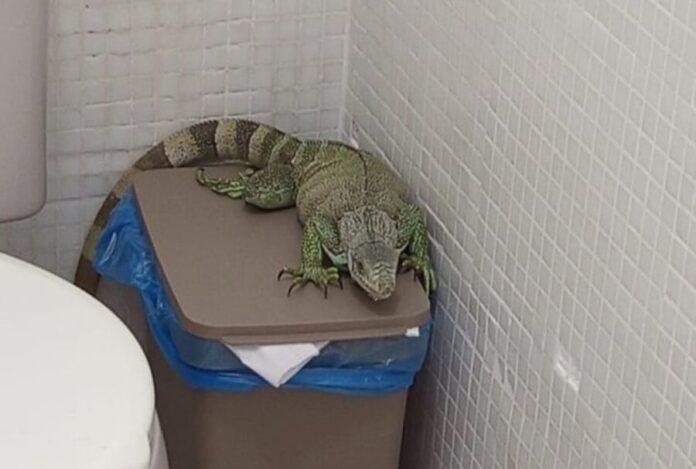 Ipaam_Iguana_Foto-3-Divulgacao-Ipaam-10-09-2025