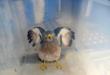 Ipaam resgata sete animais silvestres após acionamento da população em Manaus