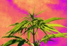 Estudo aponta que o cânhamo pode gerar até 11 vezes mais lucro que a soja