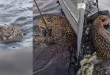 Onça-pintada baleada no Rio Negro será reintroduzida à natureza em até 30 dias