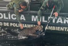 Polícia Militar do Amazonas resgata onça ferida por disparos de arma de fogo no Rio Negro