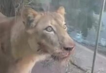 Após ataque fatal, leoa que matou homem em zoológico está bem, afirma veterinário