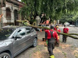 Corpo de Bombeiros desobstrui avenida Ferreira Pena, no Centro, interditada após tronco cair em cima de veículo