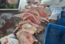 Fiscalização integrada apreende 4,5 toneladas de pescado ilegal na RDS Piagaçu-Purus