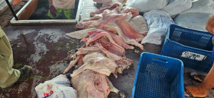 APREENSAO-PIAGACU-FOTO_IVULGACAO-1536x709