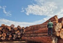 Em outubro, Ipaam libera mais de 300 mil metros cúbicos de madeira para produção legal no Amazonas