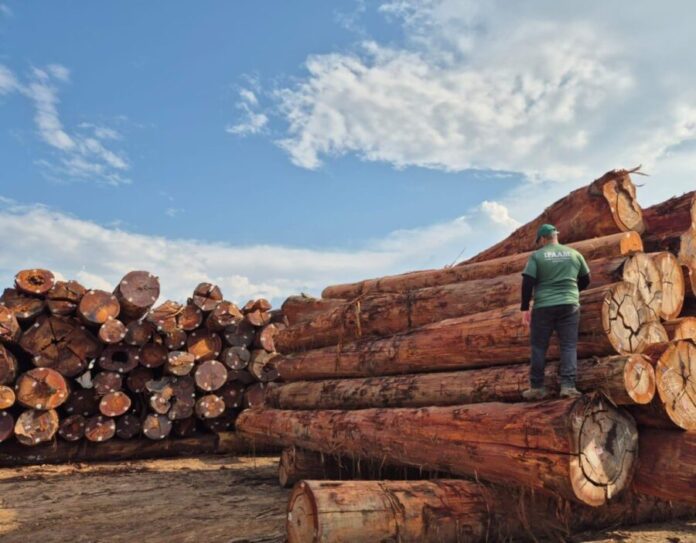 Ipaam_Em-outubro-Ipaam-libera-300-mil-metros-cubicos-de-madeira-para-producao-legal-no-Amazonas_Foto-1-Arquivo-Ipaam-06-11-2025-1536x1198