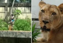 Jovem morto por leoa enfrentou pobreza extrema, transtornos mentais e sonhava com África