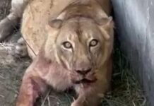 Homem invade jaula de leões e é morto por leoa; vídeo registra momento do ataque