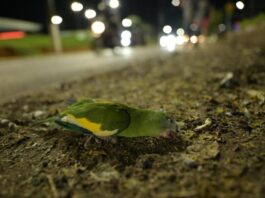 Secretaria de Estado de Proteção Animal resgata aves atropeladas em Manaus