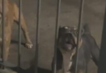 Mulher de 25 anos morre após ser brutalmente atacada pelo próprio pitbull