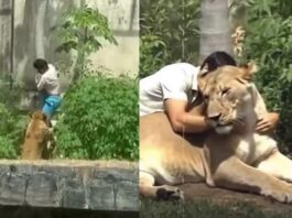 Foto do jovem com leoa viraliza após tragédia e gera revolta nas redes