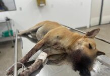 Cadela ferida por ‘catolé’ na virada do ano será operada no Hospital Público Veterinário sob cuidados da Sepet