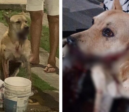 Cadela comunitária tem boca mutilada após explosivo “catolé” durante Réveillon em Manaus