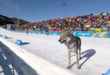 Cachorro cruza linha de chegada e prejudica dupla brasileira nos Jogos Olímpicos de Inverno