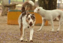 Carnaval: aglomerações e barulho representam sérios riscos à saúde dos animais