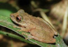 Nova espécie de perereca é descoberta no Cerrado de Minas Gerais