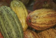 Governo brasileiro suspende importação de cacau da Costa do Marfim