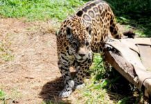 Resgatada em Manaus, onça-pintada vive 25 anos e morre em zoológico de SP