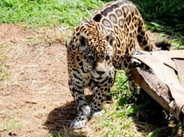 Resgatada em Manaus, onça-pintada vive 25 anos e morre em zoológico de SP