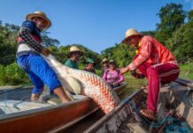 Ibama libera captura de pirarucu sem limite fora da Amazônia