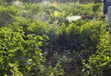 Comitê define ações prioritárias para programa de redução de agrotóxicos no Brasil