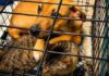 Projeto de lei aumenta pena por maus-tratos contra cães e gatos