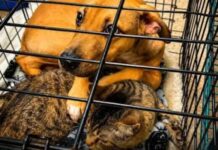 Projeto de lei aumenta pena por maus-tratos contra cães e gatos