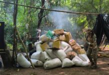 Paraguai destrói 1,7 tonelada de maconha que seria enviada ao Brasil