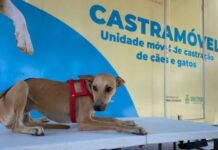 Castramóvel oferece mais de 450 vagas para castração gratuita de animais em Manaus