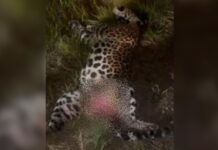 Onça-pintada é encontrada morta após possível atropelamento na BR-319