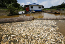 Seca provocada pelo El Niño afetou 38% das áreas habitadas na Amazônia