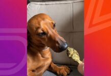 Jovem é presa após oferecer maconha a cachorro e publicar cena nas redes sociais