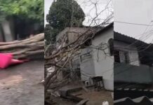 Árvore cai sobre fiação elétrica e causa transtornos próximo ao SPA em Manaus